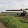 Across the canola field of Keith Gans.